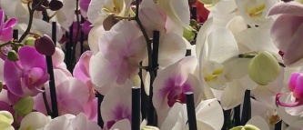 ecert-orchidee.jpg